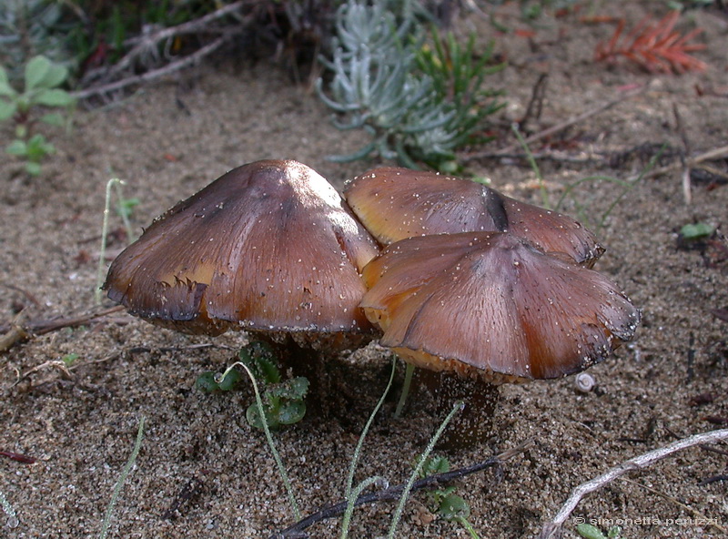 Funghi delle dune e retrodune...